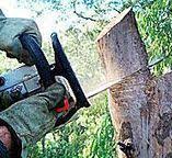 Best Arborist Consultation Services  in Corrigan, TX