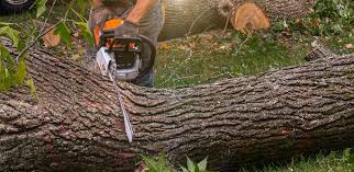 Reliable Corrigan, TX Tree Services Solutions