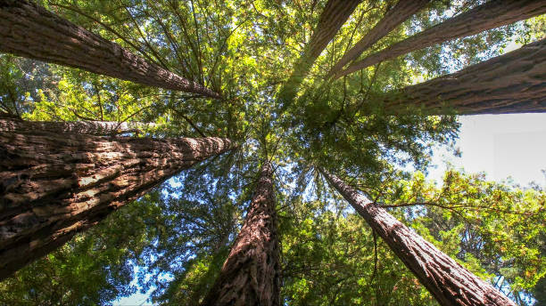 Best Tree Risk Assessment  in Corrigan, TX