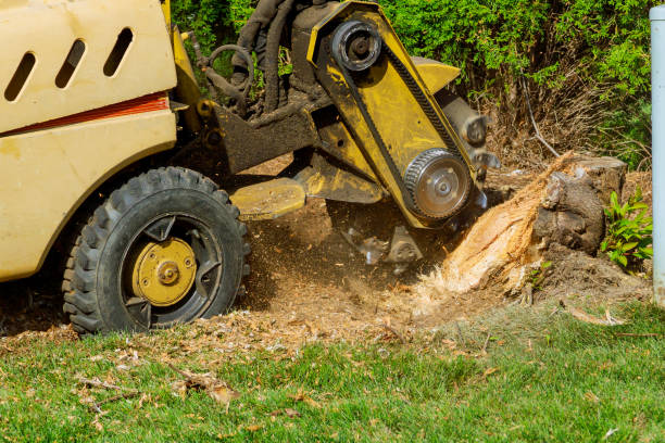 Best Weed Control  in Corrigan, TX