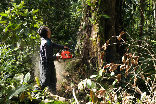 Best Hazardous Tree Removal  in Corrigan, TX