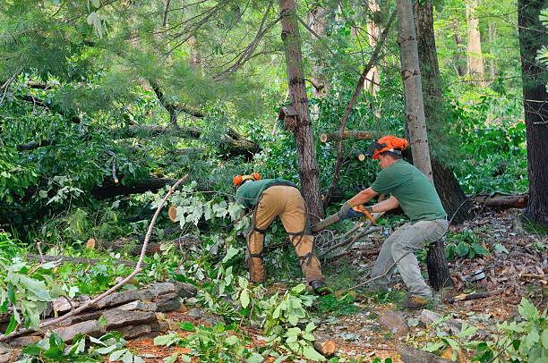 Best Tree and Shrub Care  in Corrigan, TX